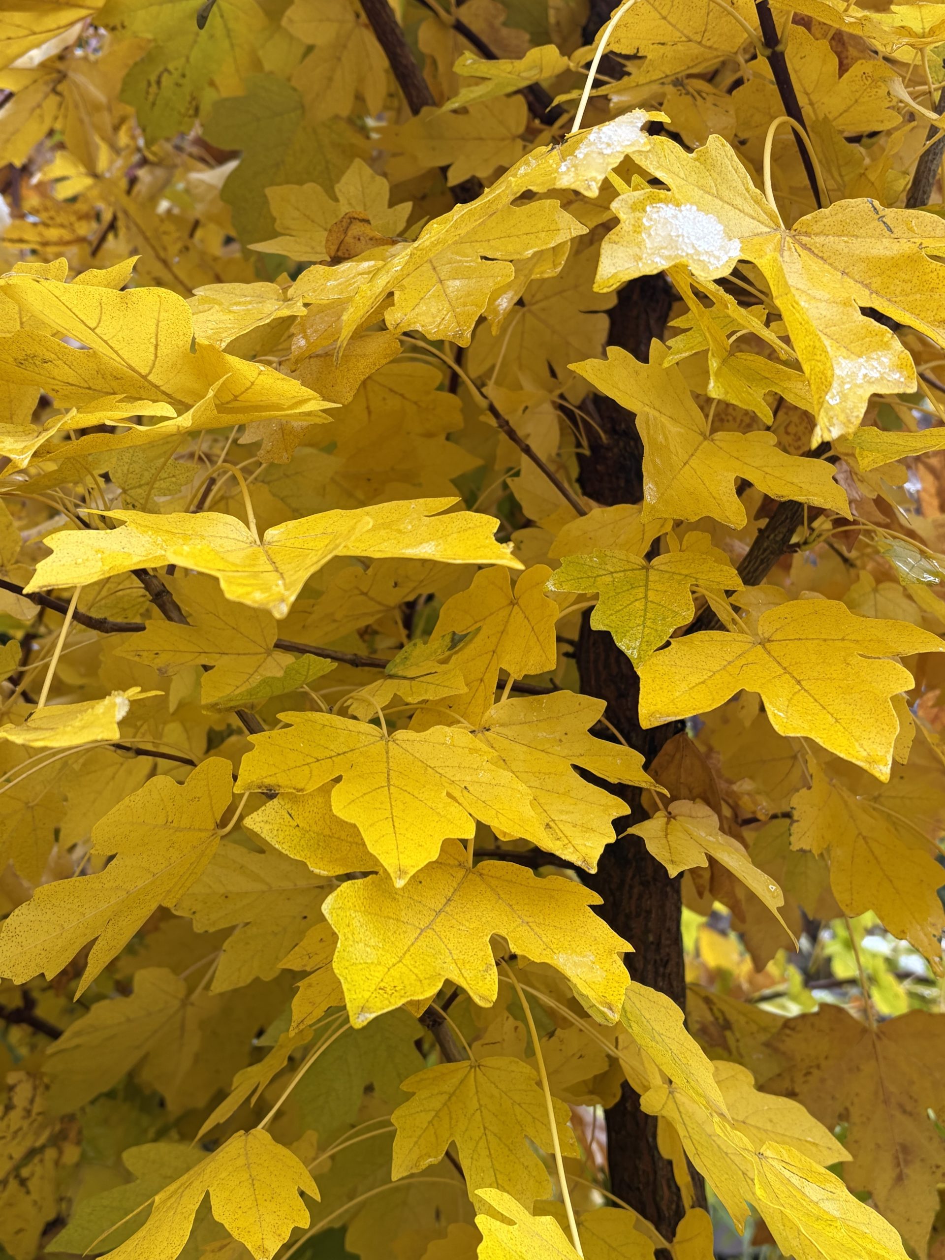 A couple of tall hardy screening maples