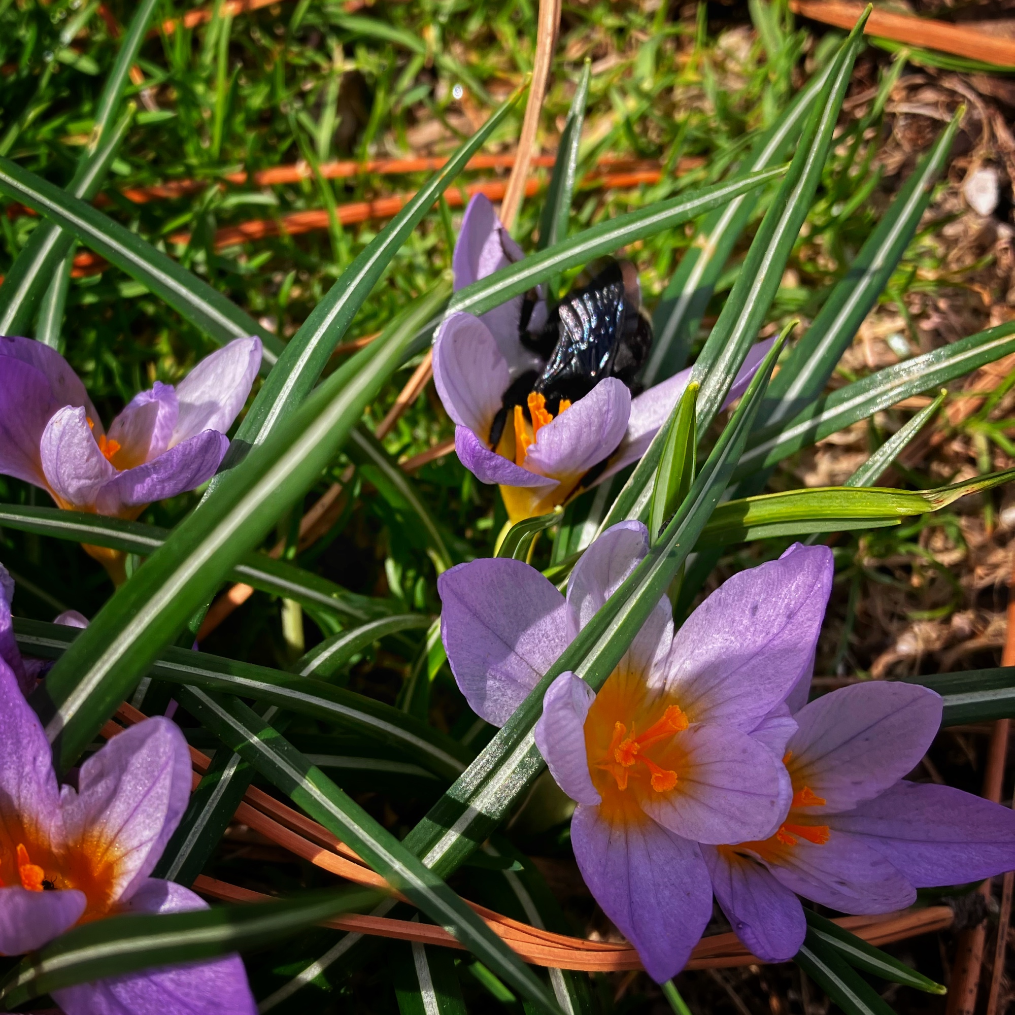 Boisterous Bumble Bee article from CNPS archive – worth a read