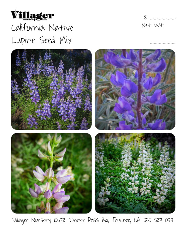 California Native Lupine Seed Mix