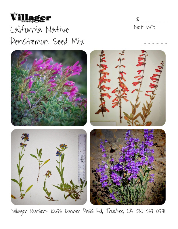 California Native Penstemon Seed Mix