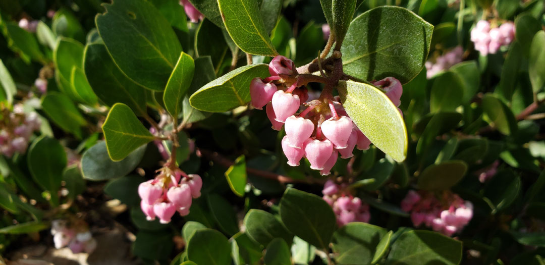 Hardy Manzanita for Truckee-Tahoe Gardens