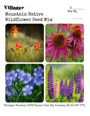 Mountain Native Wildflowers