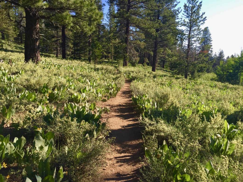 Sagehen Creek Calflora.org “What Grows Here?”