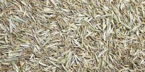 Sierra Native Meadow Grasses