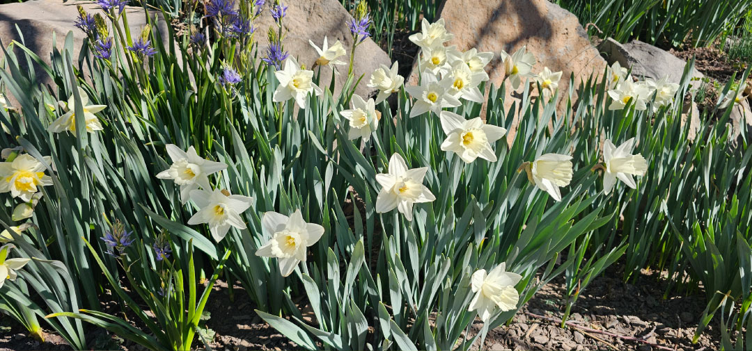 Spring Flowering Bulbs