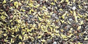 Strictly Sierra Native Wildflowers