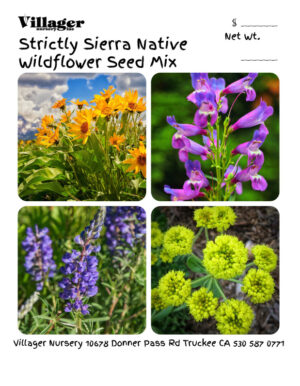 Strictly Sierra Native Wildflowers