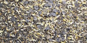 Truckee Garden Flowers