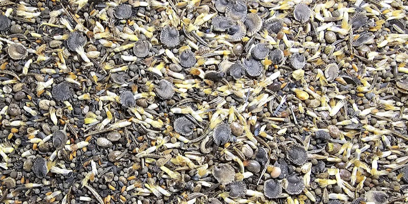 Truckee Garden Flowers