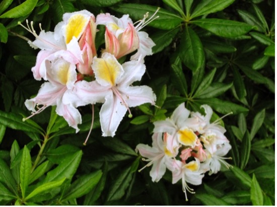 A Truckee-Hardy Azalea