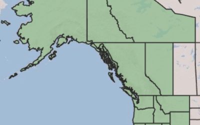 Subalpine Fir, an elastic and durable landscape alternative to native Silvertip