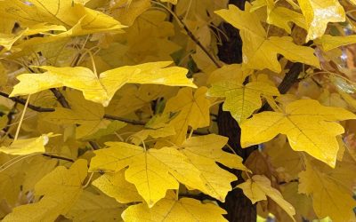 A couple of tall hardy screening maples