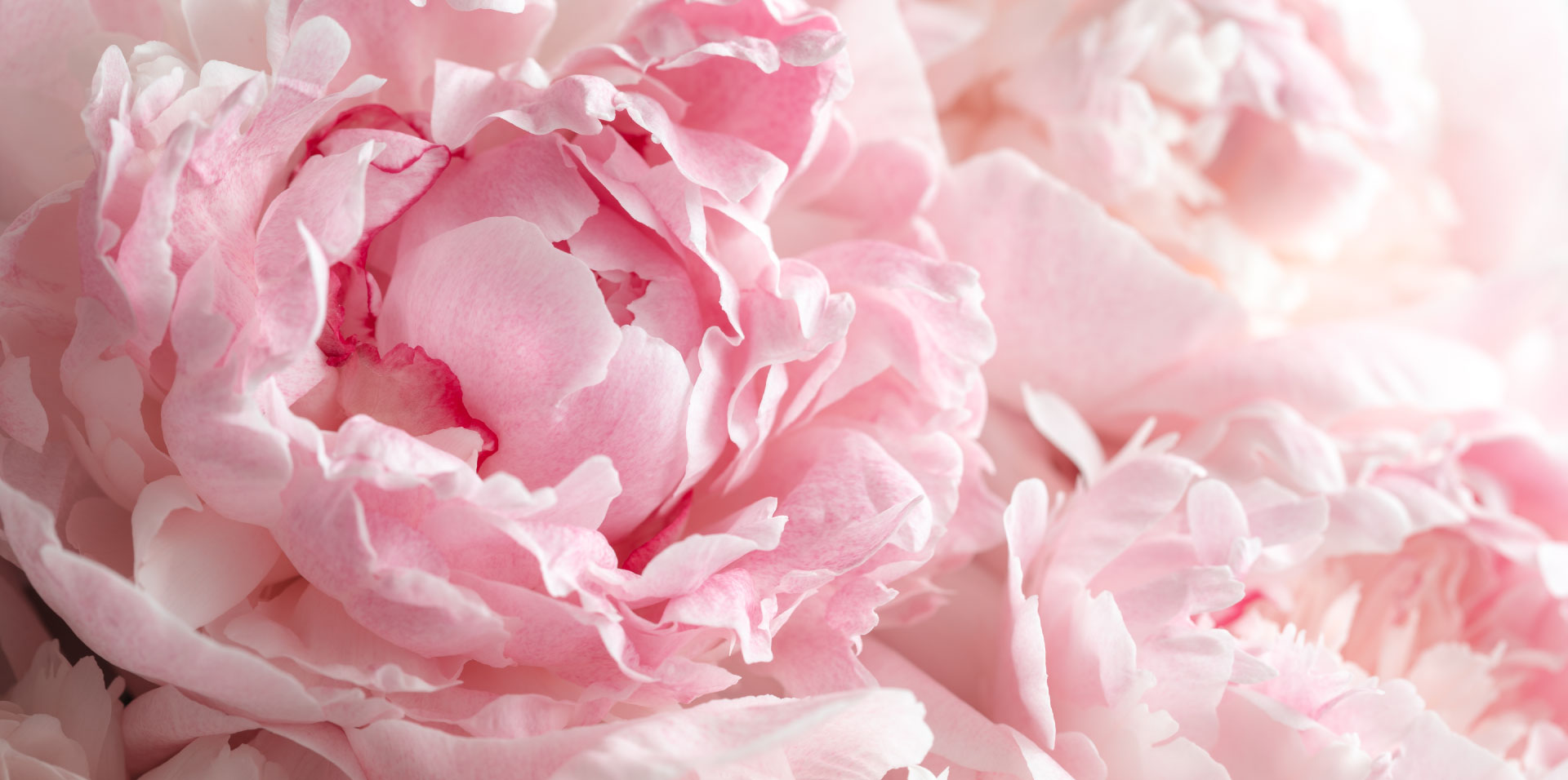 growing-peonies