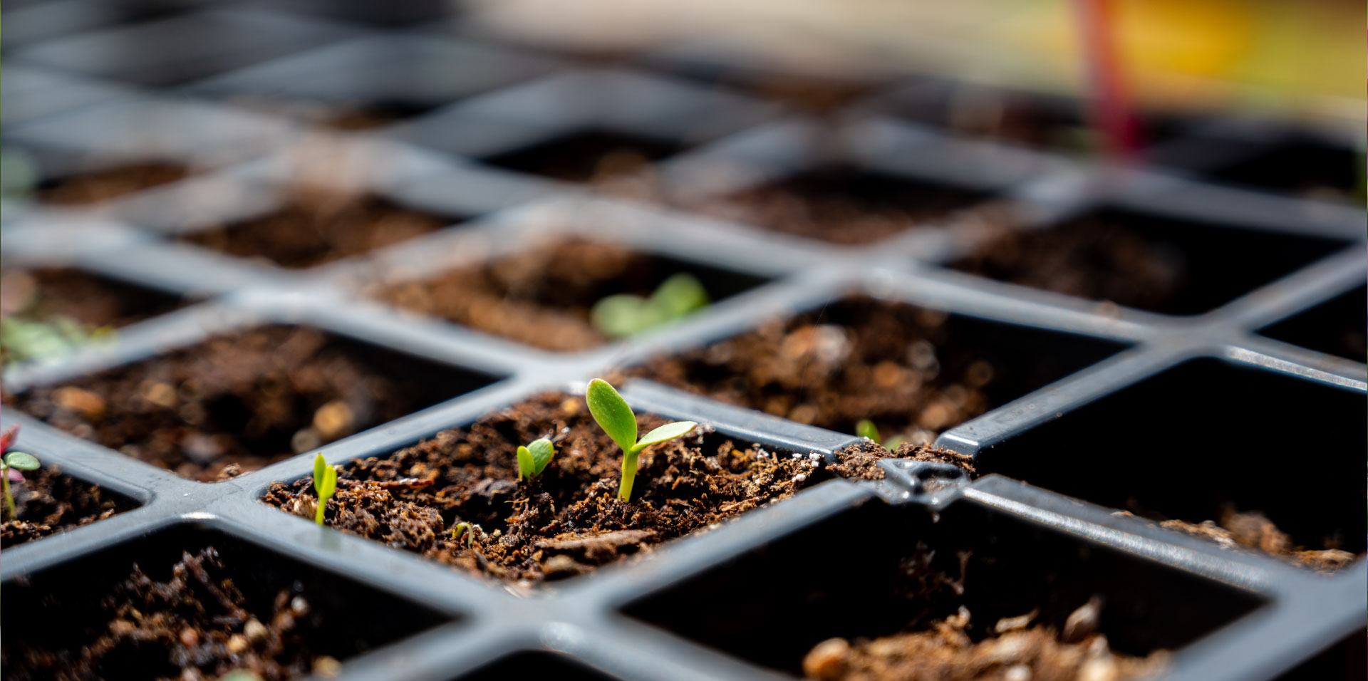 seed-starting-2