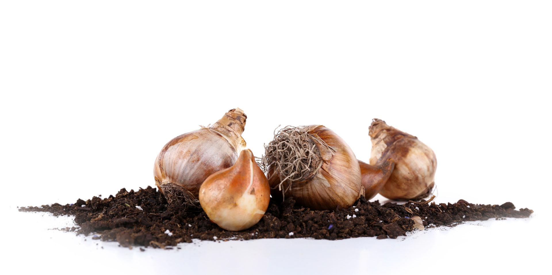 spring-bulbs