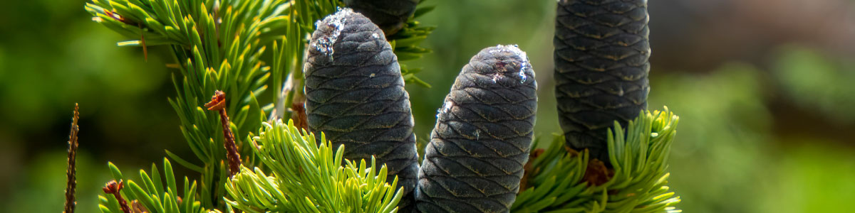 Subalpine Fir, an elastic and durable landscape alternative to native Silvertip