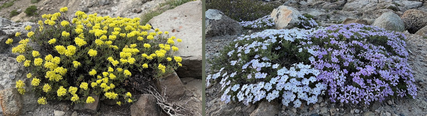 water-wise-gardening